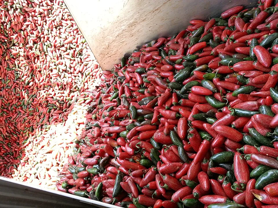 Chili peppers at Huy Fong Foods.jpg
