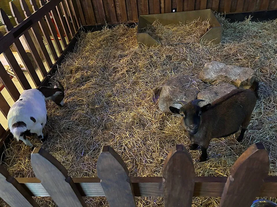 Office Goats.jpg