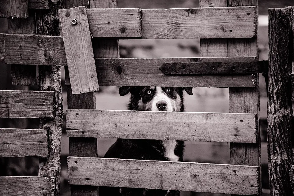 Sheep dog and fence Lipoglav (Unsplash).jpg