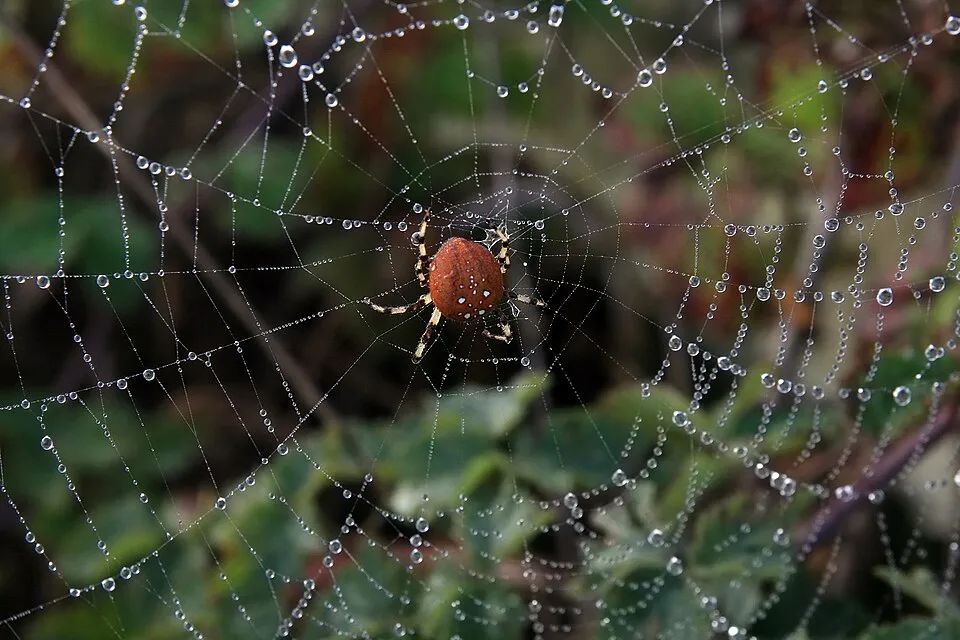 Spider web with fog droplets.jpg